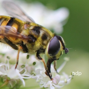 Myathropa florea, hoverfly, female, Alan Prowse